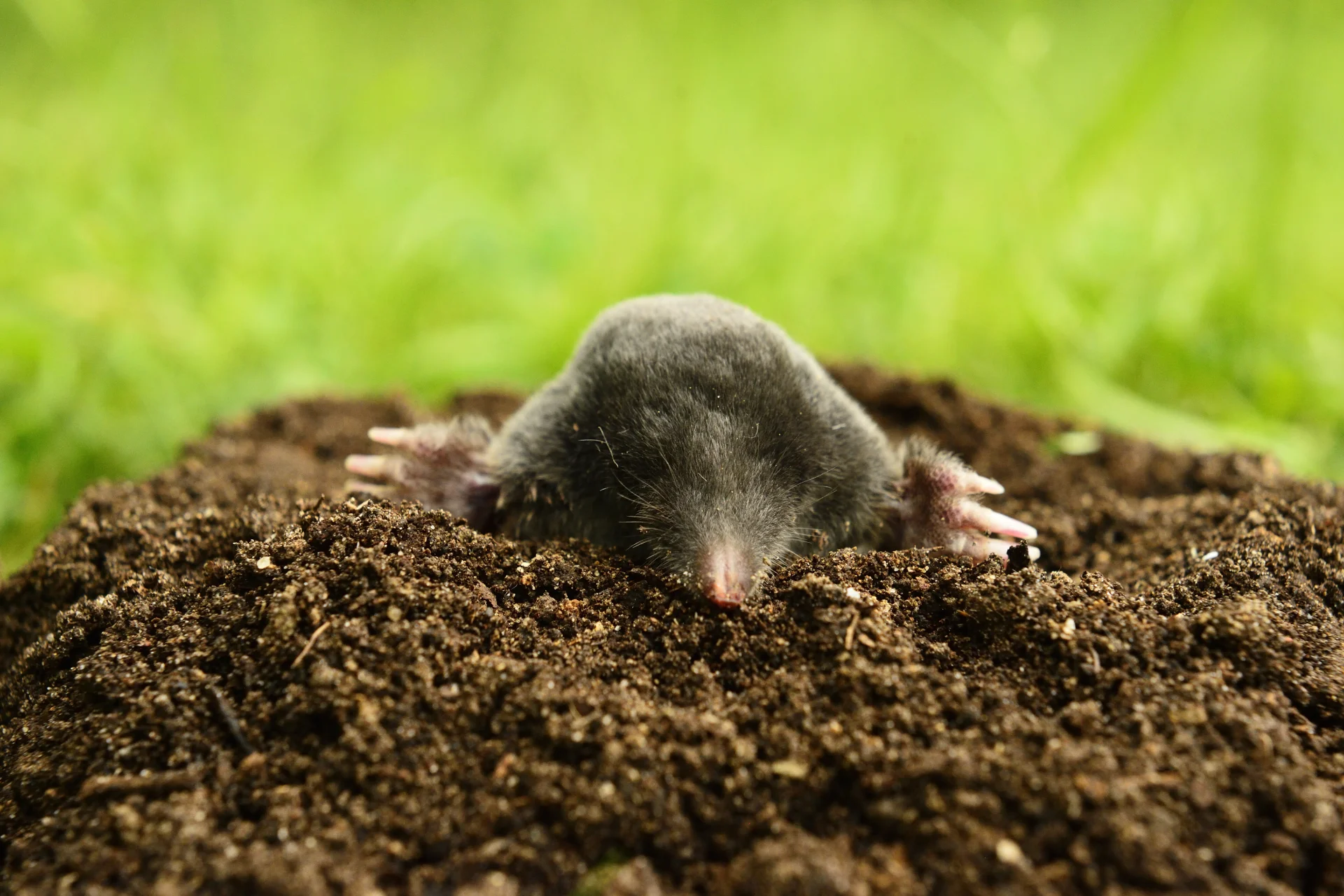 Mole Pest Control, Portland, OR | The Mole Lady