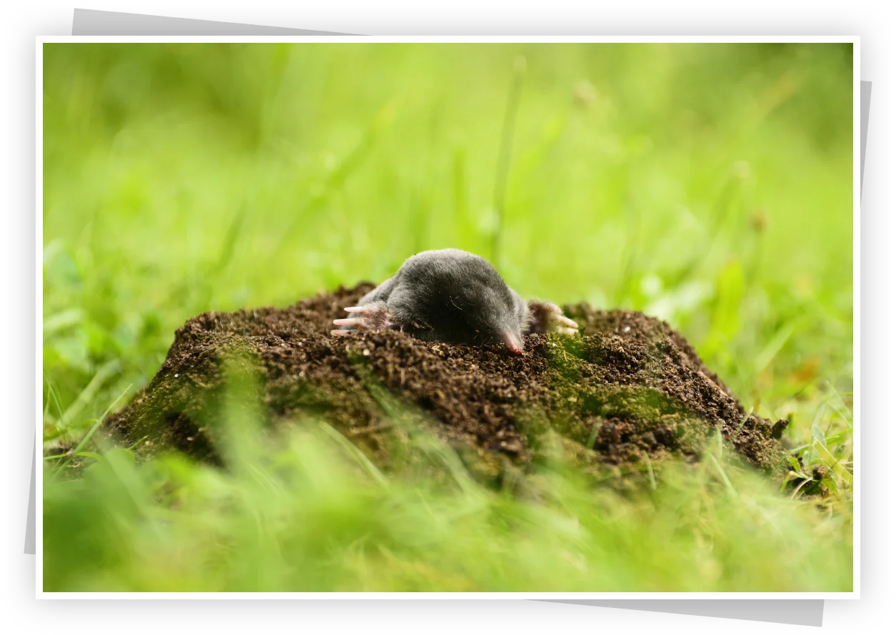 Mole in lawn