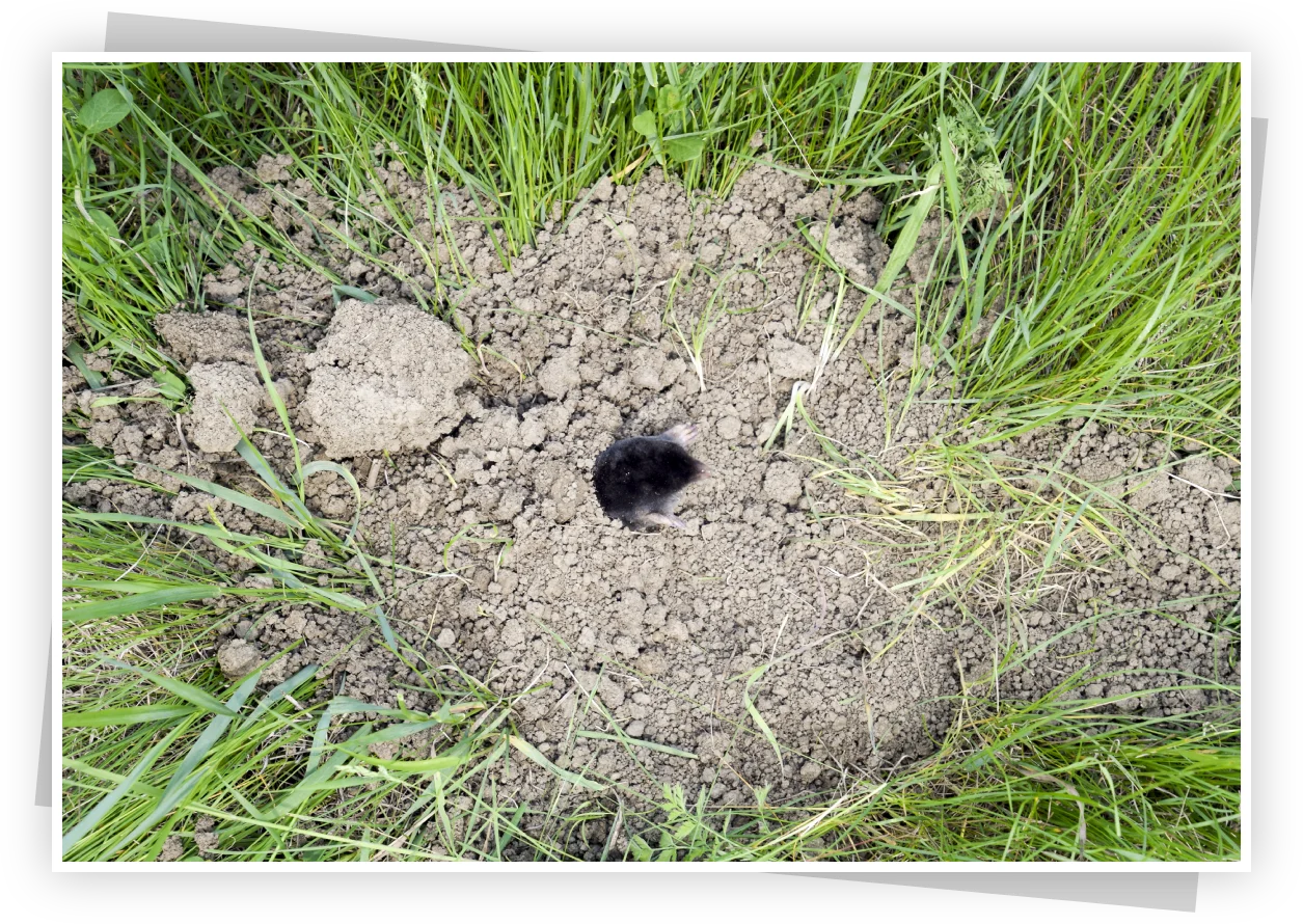 Mole in area
