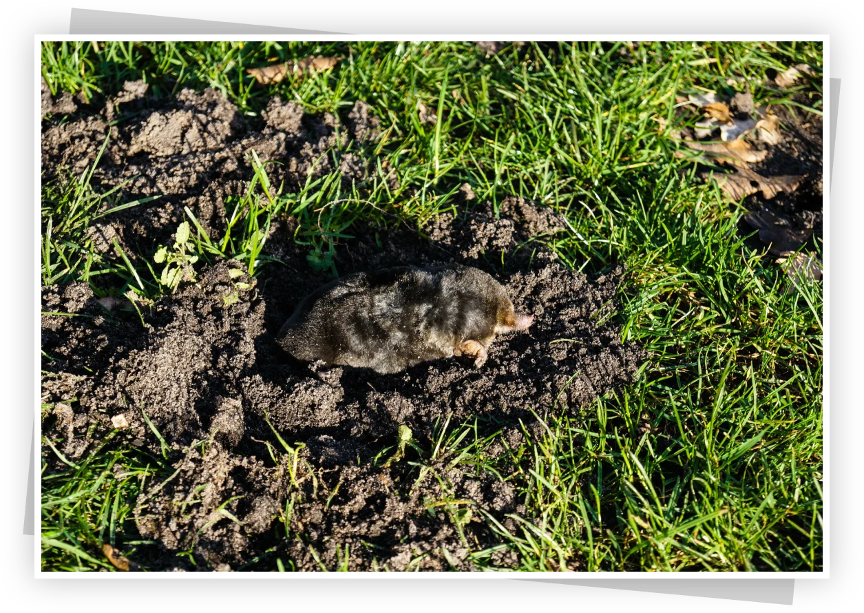 Mole in green grass